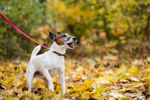 chien tenu en laisse